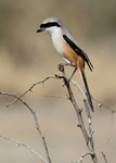 Long-tailed Shrike    