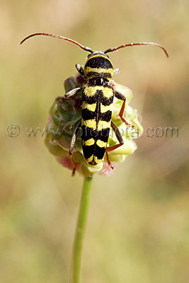     Plagionotus floralis