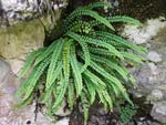 Maidenhair Spleenwort   Asplenium trichomanes