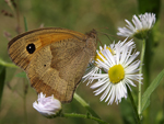 Meadow Brown    Maniola jurtina 