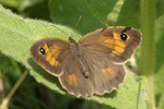 Meadow Brown    