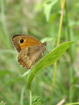 Meadow Brown    Maniola jurtina 