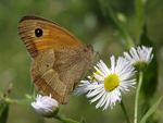 Meadow Brown    Maniola jurtina 