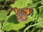 Meadow Brown    Maniola jurtina 