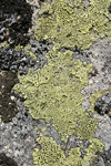 Map Lichen   