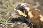 Marbled Polecat   