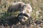 Marbled Polecat   