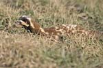 Marbled Polecat   