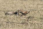 Marbled Polecat   Vormela peregusna