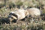 Marbled Polecat   Vormela peregusna