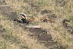 Marbled Polecat   