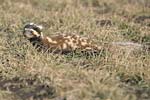 Marbled Polecat   