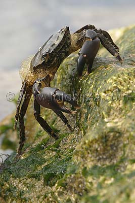     Pachygrapsus marmoratus