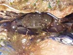 Marbled Rock Crab   