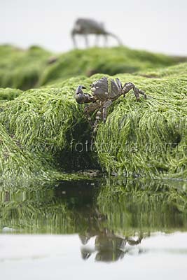     Pachygrapsus marmoratus