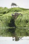 Marbled Rock Crab   