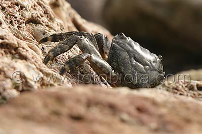     Pachygrapsus marmoratus