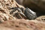 Marbled Rock Crab   