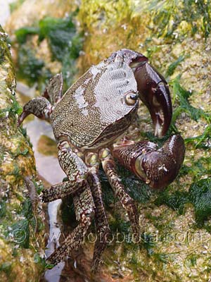     Pachygrapsus marmoratus