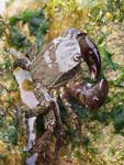 Marbled Rock Crab   