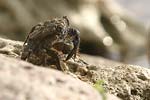 Marbled Rock Crab   