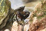 Marbled Rock Crab   