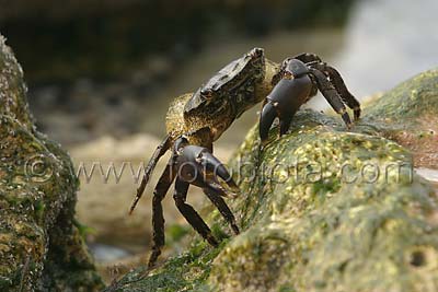     Pachygrapsus marmoratus