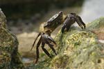 Marbled Rock Crab   Pachygrapsus marmoratus