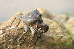 Marbled Rock Crab   Pachygrapsus marmoratus