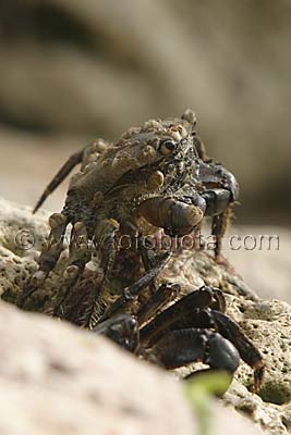     Pachygrapsus marmoratus