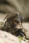 Marbled Rock Crab   Pachygrapsus marmoratus