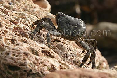     Pachygrapsus marmoratus
