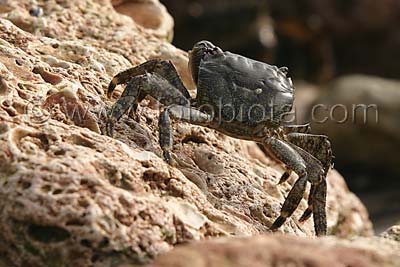     Pachygrapsus marmoratus