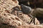 Marbled Rock Crab   Pachygrapsus marmoratus
