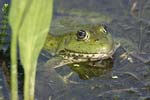 Marsh Frog   Rana ridibunda