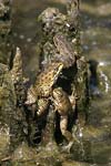 Marsh Frog   Rana ridibunda