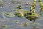 Marsh Frog   