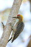 Hoffmanns Woodpecker    Melanerpes hoffmanni