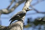 Hoffmann’s Woodpecker    Melanerpes hoffmanni
