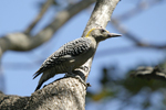 Hoffmanns Woodpecker    