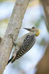 Hoffmanns Woodpecker    Melanerpes hoffmanni