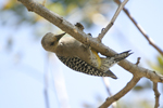 Hoffmanns Woodpecker    