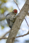 Hoffmanns Woodpecker    