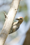 Hoffmanns Woodpecker    