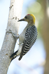 Hoffmanns Woodpecker    