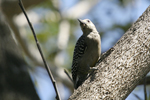 Hoffmanns Woodpecker    Melanerpes hoffmanni