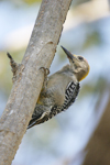 Hoffmanns Woodpecker    Melanerpes hoffmanni