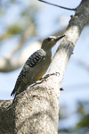 Hoffmanns Woodpecker    Melanerpes hoffmanni