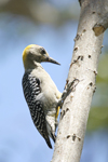 Hoffmanns Woodpecker    Melanerpes hoffmanni