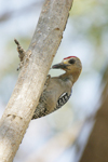 Hoffmann’s Woodpecker    Melanerpes hoffmanni